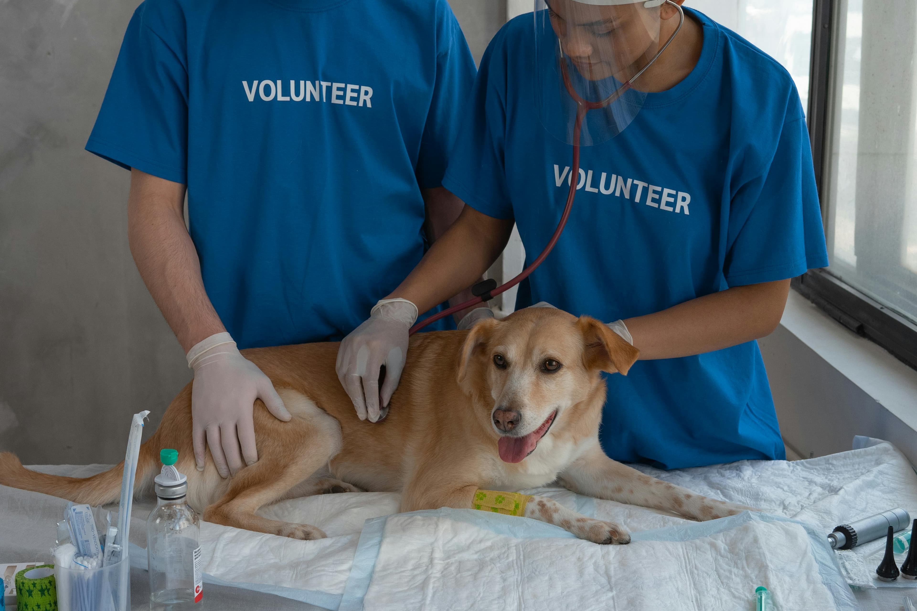 Veterinarias
